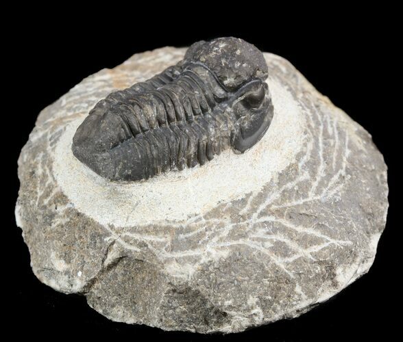 Bargain, Gerastos Trilobite Fossil - Morocco #52115